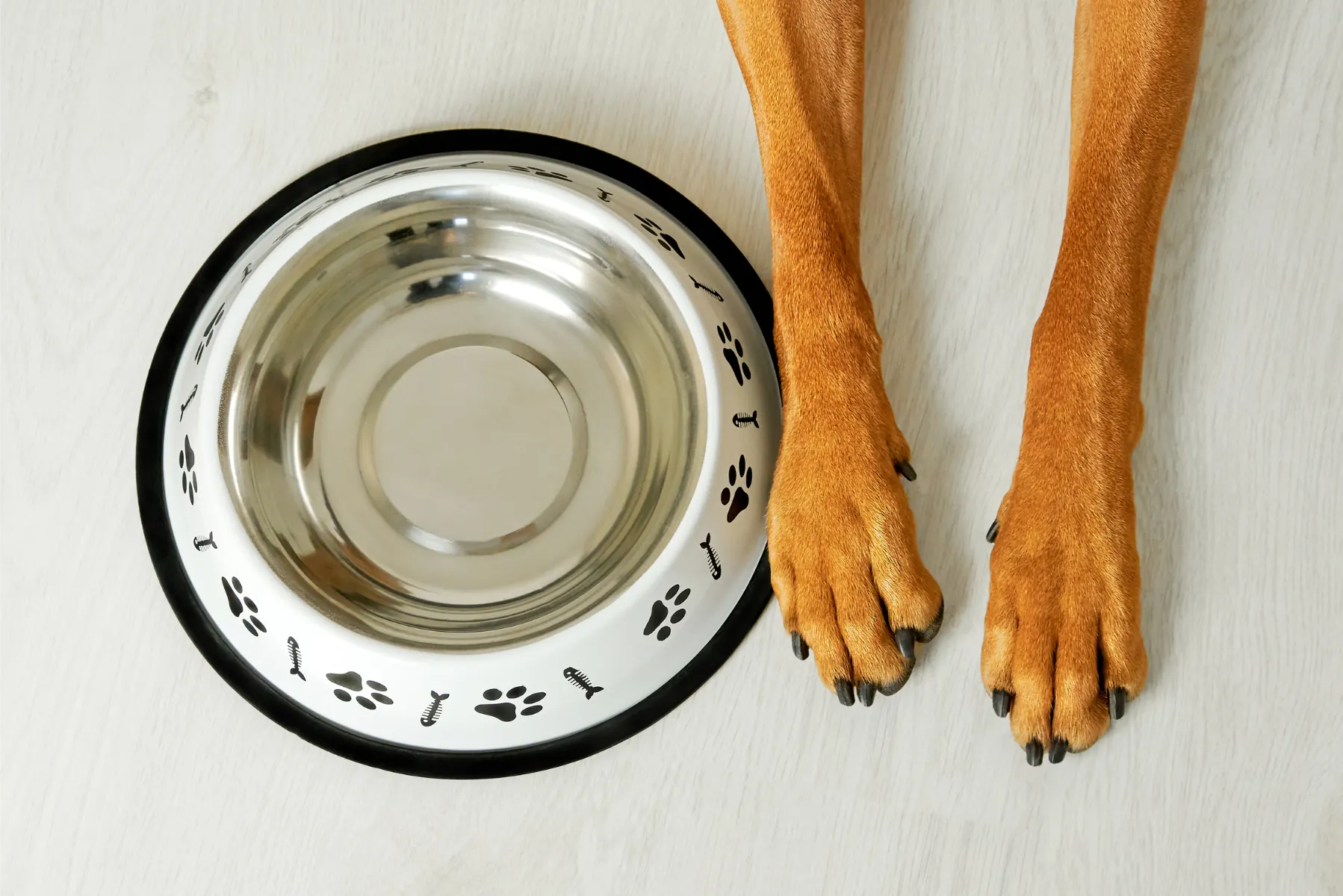 dogs front legs waiting beside his empty dish for some tasty raw dog food