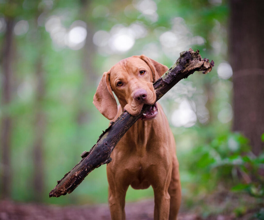 Lab puppy carrying big stick