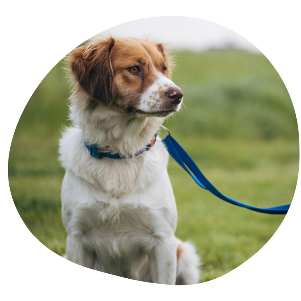 Dog on a leash sitting in a field