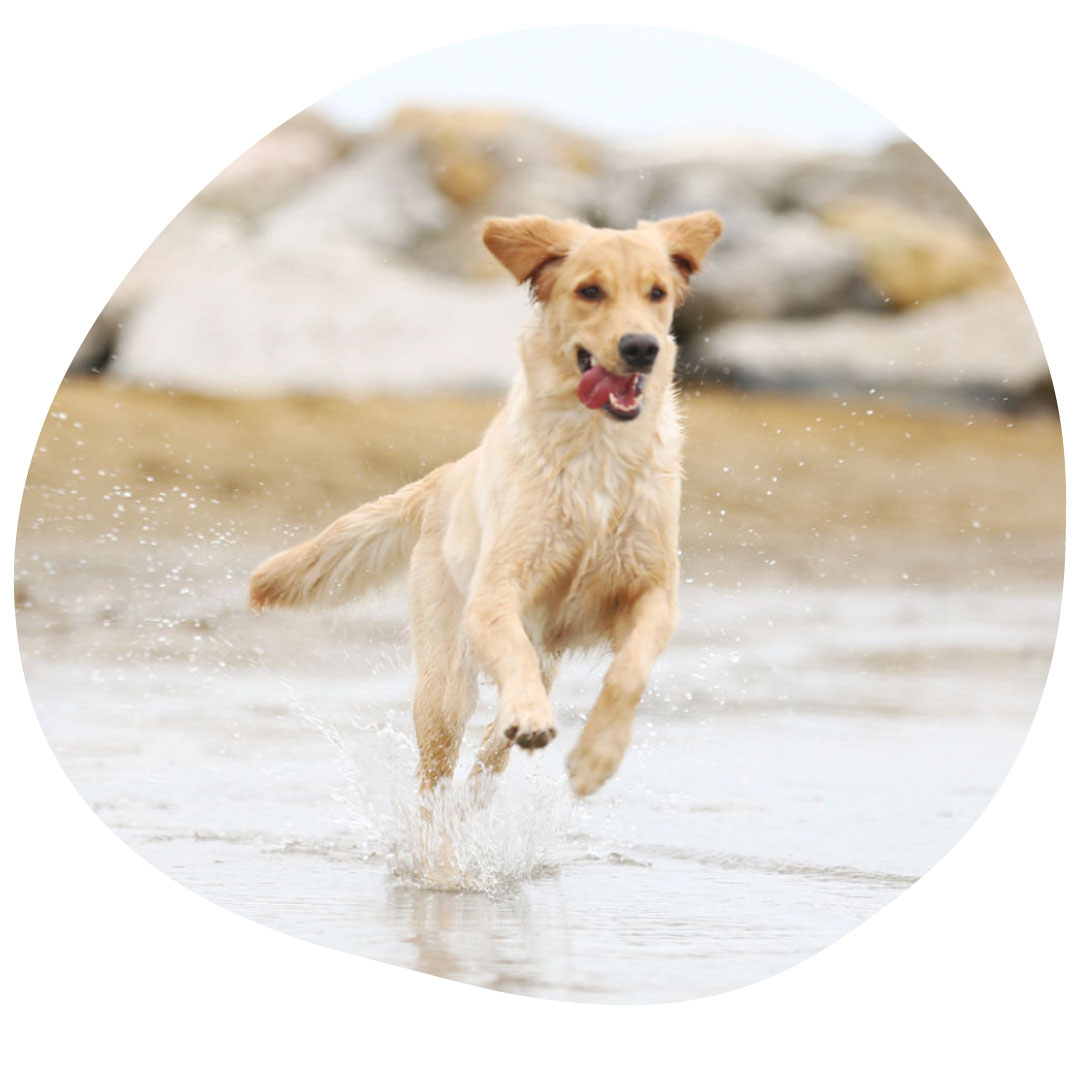 Dog playing in the water at beach