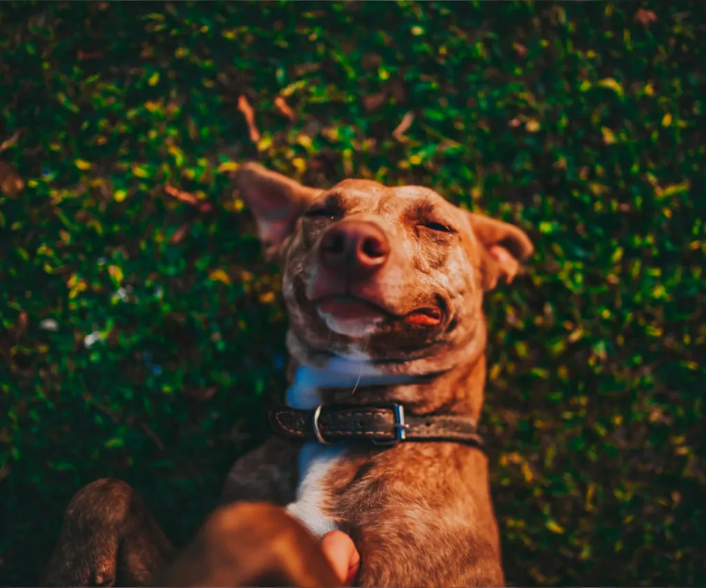 Happy dog laying on its back in the grass