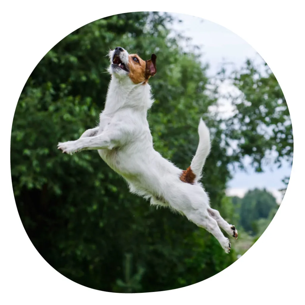 Dog jumping through the air