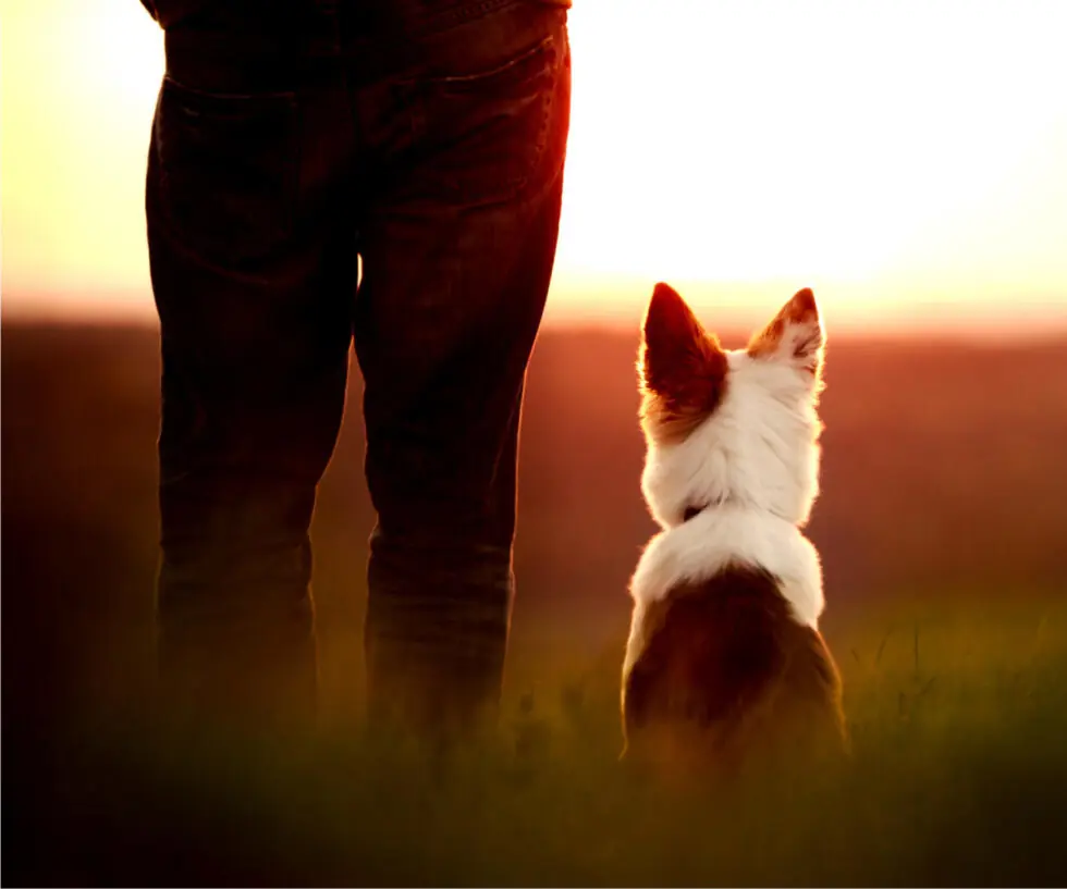 Collie sitting beside her owner at sunset